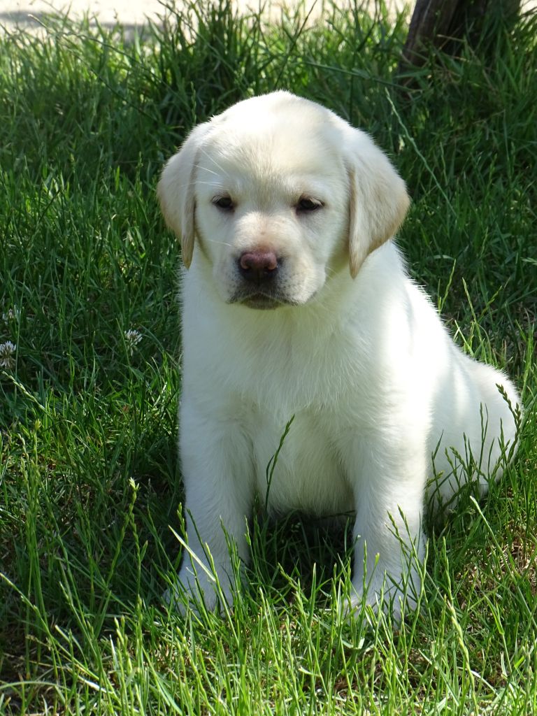 des douceurs de plume - Chiots disponibles - Labrador Retriever