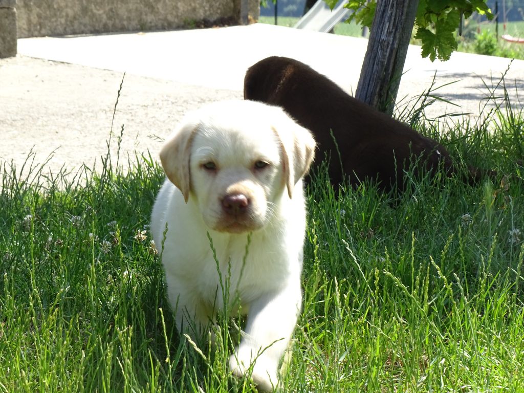 des douceurs de plume - Chiots disponibles - Labrador Retriever